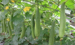 4 mẹo chọn mướp hương tươi thơm ít ruột