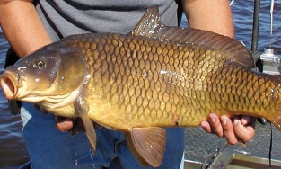 4 mẹo chọn mua cá chép ngon, ngọt, chắc thịt
