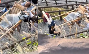 Cô gái vấp phải chỉ trích từ cư dân mạng khi thuê người khiêng chó cưng đi du lịch