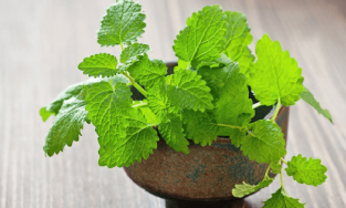 10 cách sử dụng lá bạc hà trị mụn vừa đơn giản vừa hiệu quả