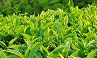 Giảm cân bằng lá: Đơn giản - hiệu quả với những loại lá cây quen thuộc