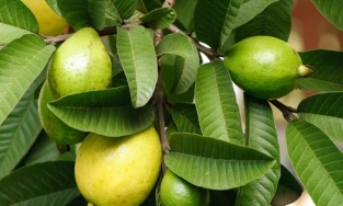 Bật mí cách giảm cân bằng lá ổi không phải ai cũng biết