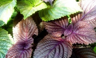 Những điều bạn cần biết khi giảm cân bằng lá tía tô