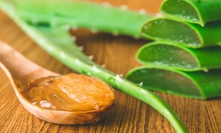 7 Cách trị mụn bằng nha đam đơn giản tại nhà