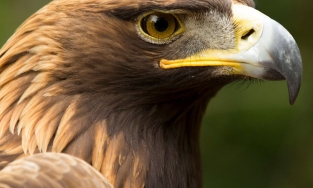 Chiêm ngưỡng kỹ năng săn dê núi của chim đại bàng