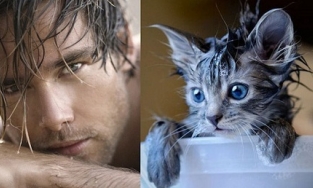 Học tập các siêu mẫu mèo tạo dáng không thua gì người mẫu chuyên nghiệp