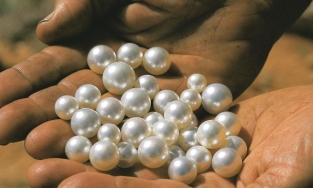 Ngọc trai: Giọt nước mắt hào quang của biển cả