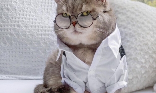 Mèo mập trở thành ngôi sao thời trang mạng xã hội