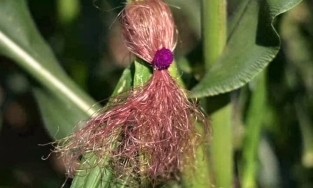 Khi bạn đam mê làm tóc nhưng ba mẹ bắt đi trồng bắp  