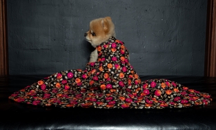 Thú cưng sải bước trong Tuần lễ thời trang New York 