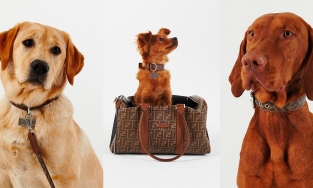 Fendi ra mắt BST thời trang dành riêng cho thú cưng 