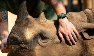 Hublot trích một phần doanh thu bán đồng hồ để ủng hộ quỹ bảo vệ tê giác 