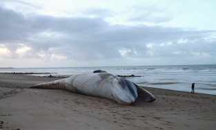 Sáu con cá voi vây được tìm thấy chết dạt vào bãi biển trong thời gian ngắn