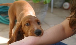 Tại sao một số người thường xuyên bị chó tấn công?