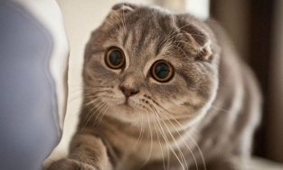 Mèo Anh lông ngắn là gì? Nguồn gốc, giá cả, cách chăm sóc mèo Anh