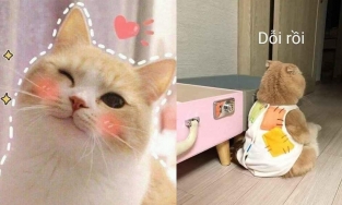 99+ ảnh meme mèo, ảnh chế mèo hài, dễ thương cho điện thoại, máy tính