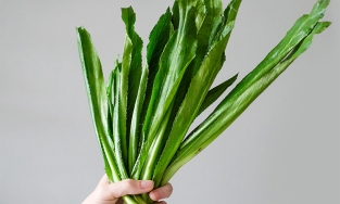 Những bài thuốc chữa cảm cúm hiệu quả với rau mùi tàu