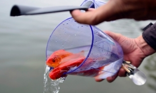 Hà Nội: Chuyện thả cá chép, đưa ông Táo về trời