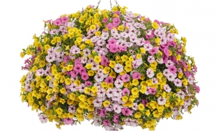 Tử vi hôm nay của 12 cung hoàng đạo, thứ 5 ngày 30/9/2021: Song Tử sẽ giải quyết được nhiều vấn đề nan giải