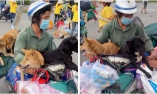 Sao Việt đồng loạt phản ứng về vụ 15 chú chó bị thiêu hủy, Hồng Ánh gửi đơn