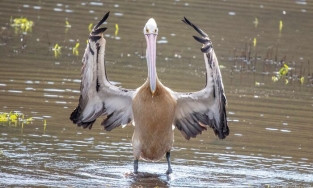 20 bức ảnh thể hiện tài diễn xuất tâm lý đỉnh cao của những chú chim