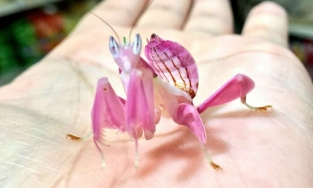 Nhan sắc xứng tầm Hoa hậu, Nam vương của sâu, nhện, bướm và côn trùng