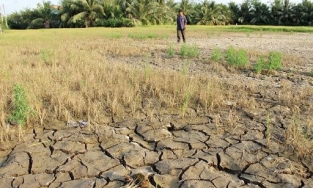 Hạn hán ở ĐBSCL khốc liệt chưa từng có trong lịch sử