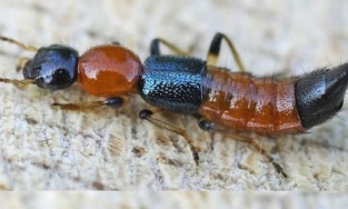 Hà Nội: Kiến ba khoang ồ ạt tấn công nhiều người