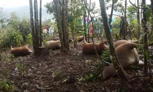 7 con bò ở Quang Nam bị sét đánh chết cùng lúc