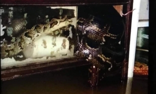 Lũ dâng cao ở Quảng Trị làm trăn rất lớn xổng chuồng, dân mất ngủ