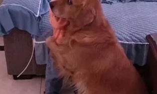 Thấy cô chủ nhỏ bị mẹ mắng, chú chó liền chạy tới bảo vệ