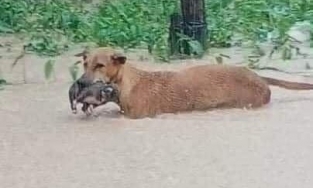 Hình ảnh chó mẹ cố gắng tha con đi trong mưa lũ gây xúc động