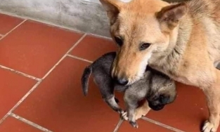 Chó mẹ tha con chạy lũ buồn bã vì chỉ cứu được 1 con, 3 con lũ đã cuốn trôi