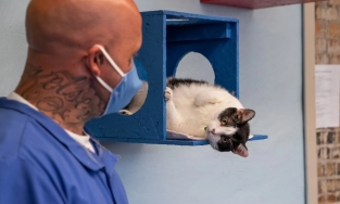 Cho phạm nhân chăm mèo hoang 7 tiếng mỗi ngày để sớm hoàn lương