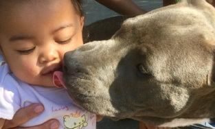 Chú chó gặm tã kéo cô chủ nhỏ 7 tháng tuổi ra khỏi căn nhà cháy giữa đêm