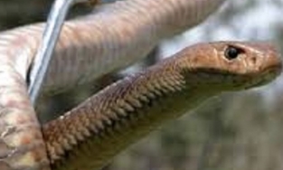 Con rắn độc dài 1,5m làm tổ trong điều hòa