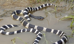 Phải làm gì khi rắn bò vào nhà?