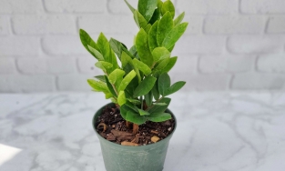 Ninh Bình: Bé 6 tuổi nhập viện cấp cứu vì ngộ độc cây kim tiền