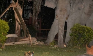 Chú voi nặng 4 tấn bị mèo rượt đến bỏ chạy khi mò vào nhà dân tìm đồ ăn