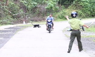 Quảng Trị: Đàn voọc gáy trắng lại xuất hiện, tấn công người đi đường