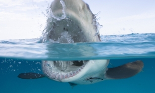 Đang tắm biển, người đàn ông bị cá mập cắn thiệt mạng