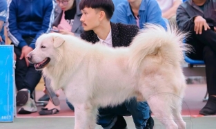 Chú chó 3 tuổi dân tộc Mông giành giải cao nhất cuộc thi Hoa hậu Chó