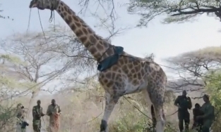 Giải cứu 8 con hươu cao cổ mắc kẹt trên hòn đảo bị cá sấu bao vây