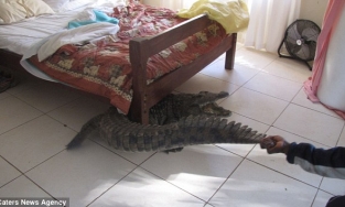 Ngủ ở khách sạn, người đàn ông hốt hoảng thức dậy bên cạnh con 'quái thú'