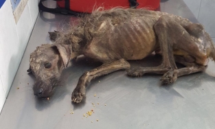 Chú chó lang thang, gầy gò như bộ xương khô đã có màn 'lột xác' ngoạn mục 