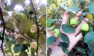 Hà Nội: Nhóm khách vào vườn táo cắn dở như chuột gặm, về còn để lại bút tích 'trêu ngươi'