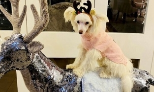 Mua quà Giáng sinh cho chó hết 210 triệu đồng