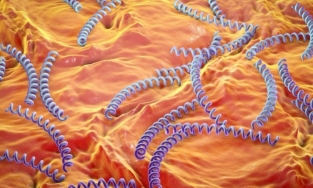 TP.HCM: Thanh niên 31 tuổi bị giang mai ở tai