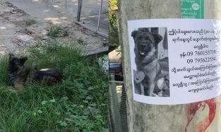 Chú chó nhận ra bản thân trong tờ rơi tìm chó lạc liền ngồi chờ chủ đến đón