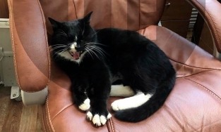 Con mèo được cứu sống từ bãi rác đã trở thành 'thứ trưởng' danh dự bộ môi trường